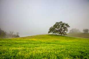 An Oak in the meadow-0500